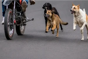 Tres perros atacaron a una motociclista en Mercedes: indemnización de $5 millones