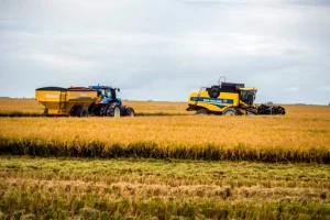 El arroz entrerriano en crisis: menos hectáreas y financiamiento urgente