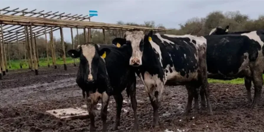 Impacto climático severo en la producción ganadera entrerriana