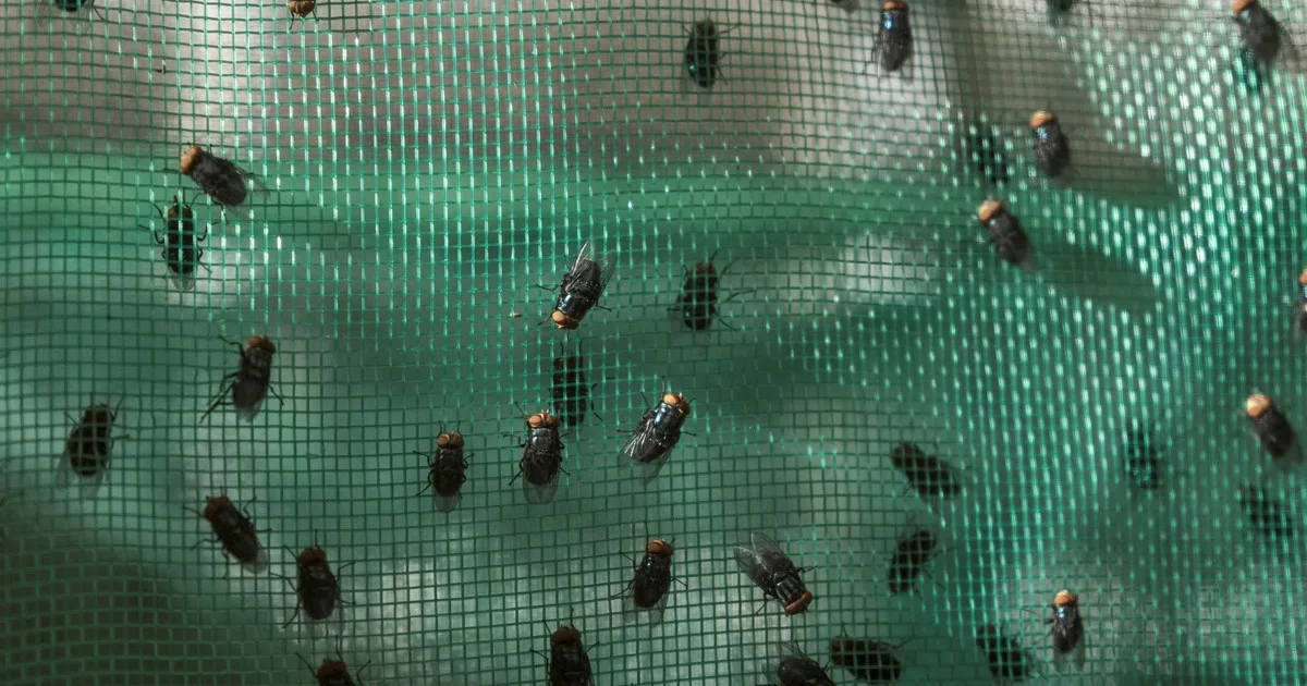 México intensifica la producción de moscas estériles para frenar una grave infestación ganadera