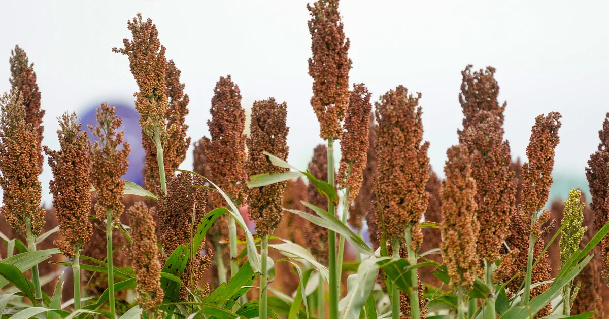 Proyectan una oportunidad clave para el sorgo argentino ante la baja oferta mundial