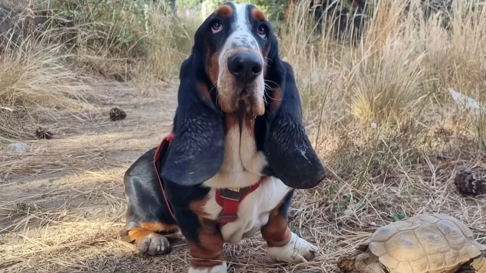 Humboldt, el perro detector que colabora con la conservación de la fauna en la Patagonia
