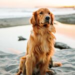 Más de 1.300 golden retrievers bajo análisis: qué reveló su ADN sobre miedo y aprendizaje